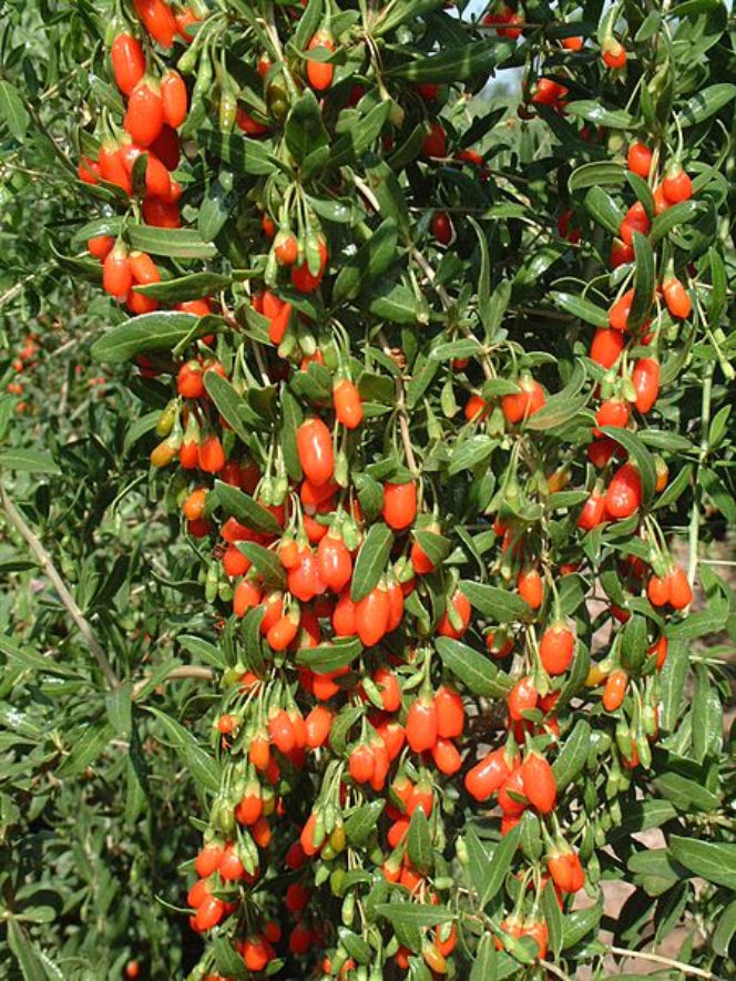 Jagody goji