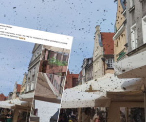 Ogromny rój pszczół na olsztyńskiej starówce! Niesamowity widok [ZDJĘCIA]
