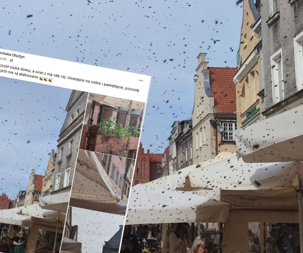 Ogromny rój pszczół na olsztyńskiej starówce! Niesamowity widok [ZDJĘCIA]