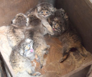 Słodkie kociaki w poznańskim ZOO