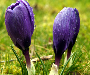 krokusy