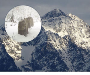 Stary niedźwiedź wcale nie śpi. Mimo, że jest styczeń i mnóstwo śniegu [NAGRANIE]