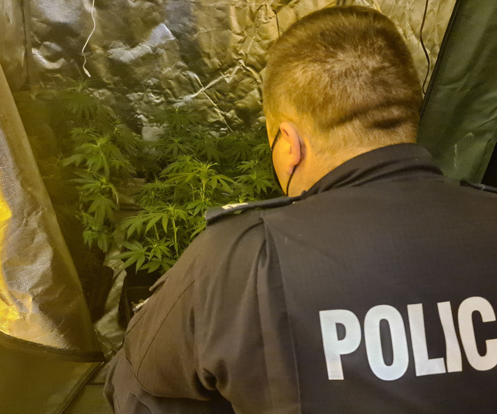 32-latek prowadził w Gdańsku profesjonalną plantację marihuany