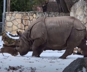 Mandżuk chiński i nosorożec indyjski starły się w Zoo Wrocław! Ponad zwierzętami jest 1,6 tony różnicy [ZDJĘCIA]