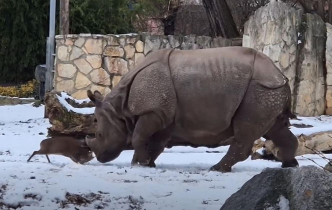 Mandżuk chiński i nosorożec indyjski starły się w Zoo Wrocław! Ponad zwierzętami jest 1,6 tony różnicy [ZDJĘCIA]