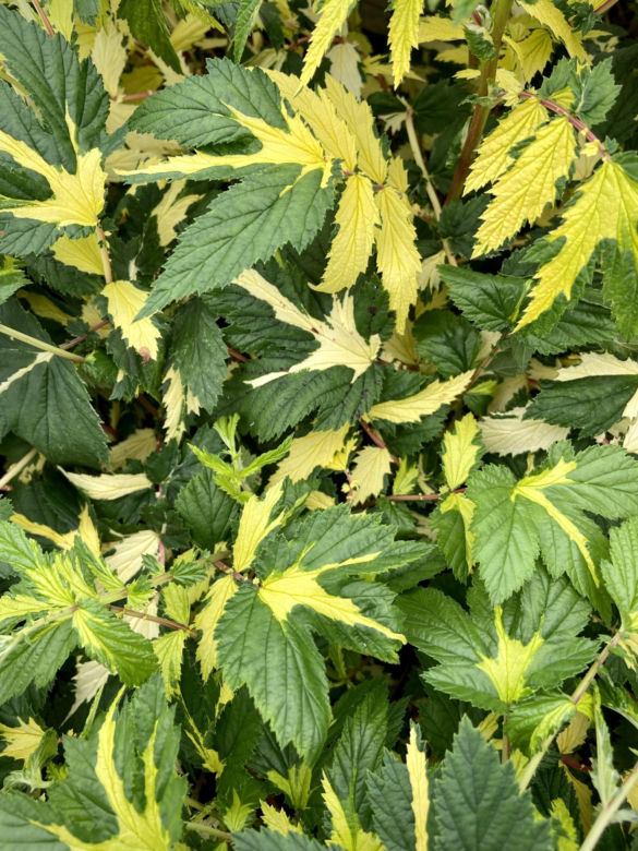 Wiązówka błotna 'Variegata'