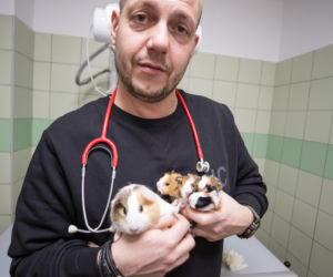 Przemyśl. Świnka morska urodziła czworaczki [ZDJĘCIA]