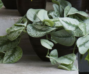 Scindapsus pstry