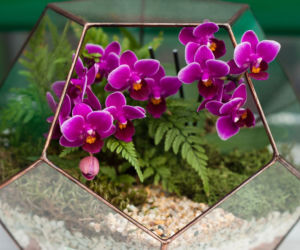 mini phalaenopsis.jpg
