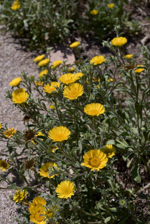 Asteriscus nadmorski