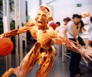 BODY WORLDS w Katowicach