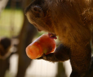 Zamojskie zoo chłodzi zwierzaki lodami! Ich reakcje są obłędne
