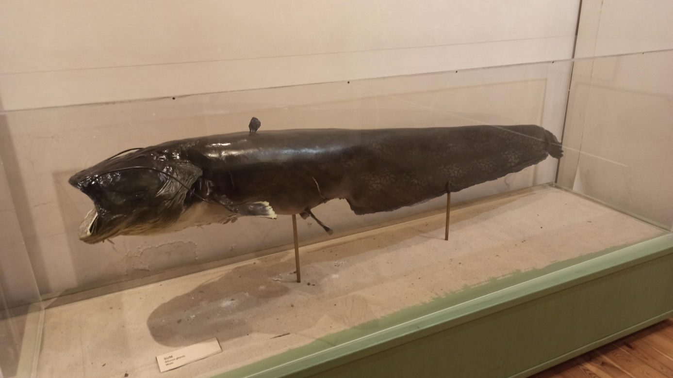 Muzeum Przyrody w Olsztynie. Poznajcie faunę oraz florę Warmii i Mazur