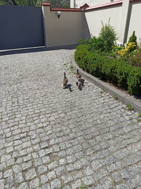 Policjanci z Torunia pomogli kaczej rodzinie. Znalazła się w rejonie ruchliwej ulicy!