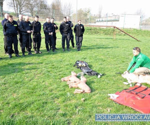 Wrocławscy policjanci uczyli się, jak reanimować psy!
