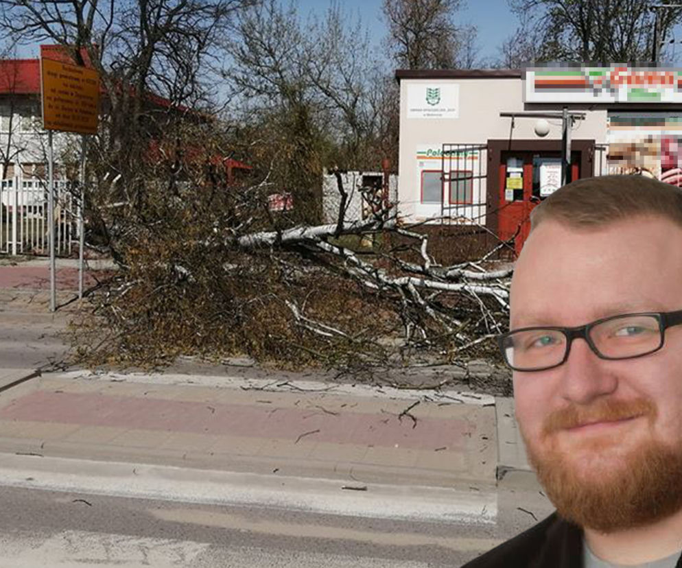 drzewo 