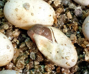 Te maluchy przyszły na świat w warszawskim ZOO w 2025 roku