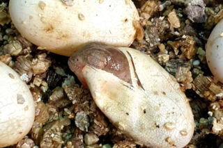 Te maluchy przyszły na świat w warszawskim ZOO w 2025 roku