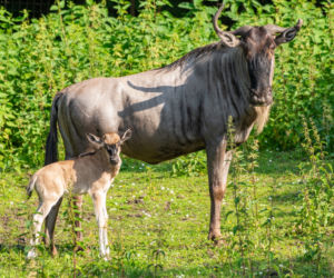 We wrocławskim zoo urodziły się gnu białobrode