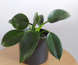 Filodendron 'Green Princess'