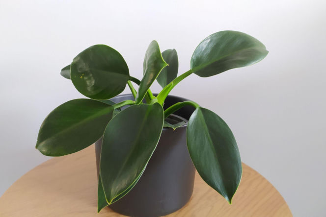 Filodendron 'Green Princess'