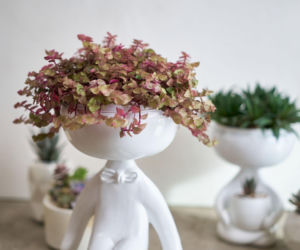 Callisia - smużyna - jak dbać w domu o tę filigranową roślinkę?