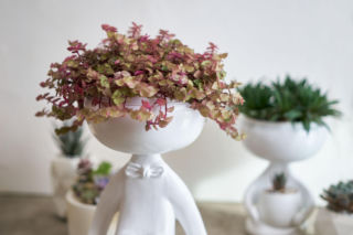 Callisia - smużyna - jak dbać w domu o tę filigranową roślinkę?