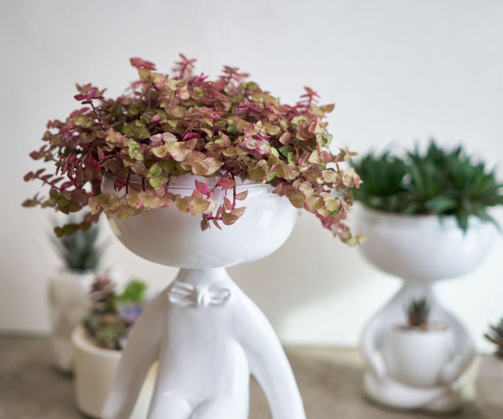 Callisia - smużyna - jak dbać w domu o tę filigranową roślinkę?