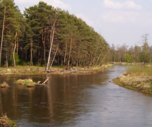 Świniotop (pow. wyszkowski)