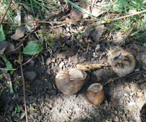 Zobaczcie jak wygląda ślimacze Eldorado pod Międzyrzeczem. 