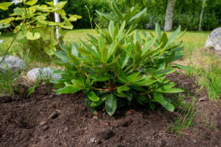 Rododendron