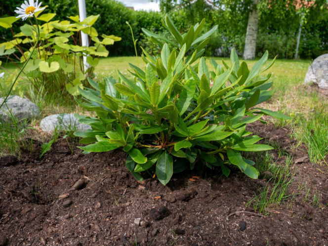 Rododendron