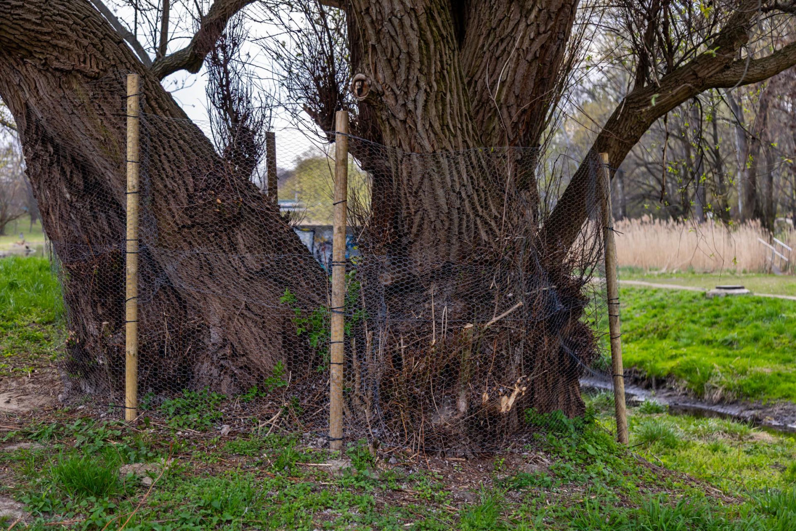 Bobrowe tamy na Potoku Służewieckim w Warszawie