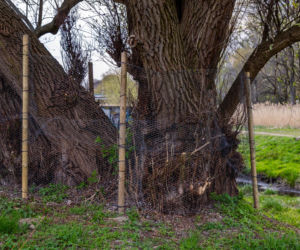 Bobrowe tamy na Potoku Służewieckim w Warszawie