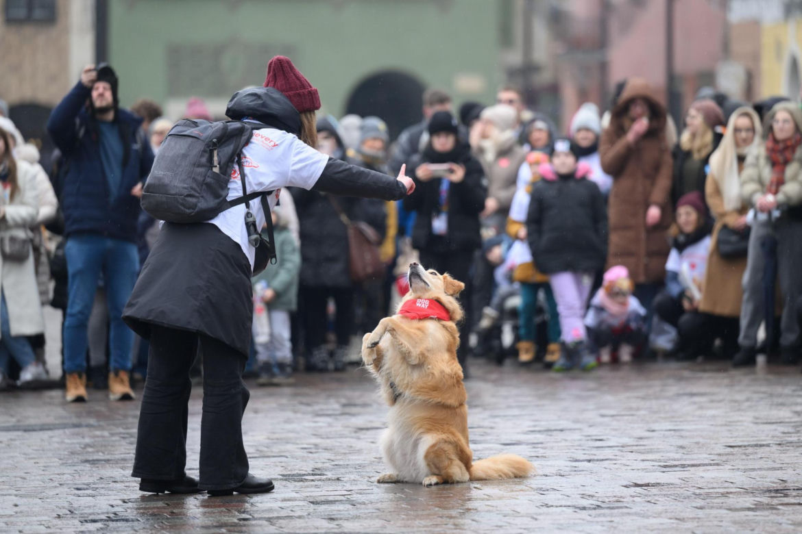 Poznań. Pokaz wyszkolenia psów z grupy „Golden Retriever WOŚP w Poznaniu” podczas 33. Finału Wielkiej Orkiestry Świątecznej Pomocy