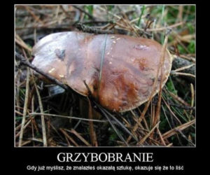 Trwa sezon na grzyby! Oto najlepsze memy o grzybiarzach!