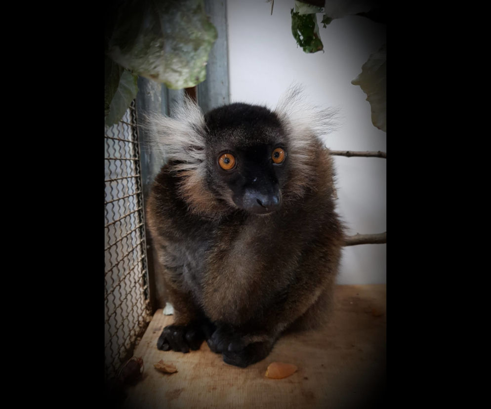 Janga - nowa mieszkanka warszawskiego zoo. Lemuria czarna przyjechała z Francji