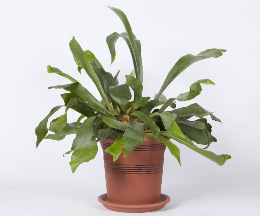 Platycerium