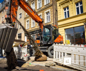 Nowe nasadzenia na Pl. Orła Białego