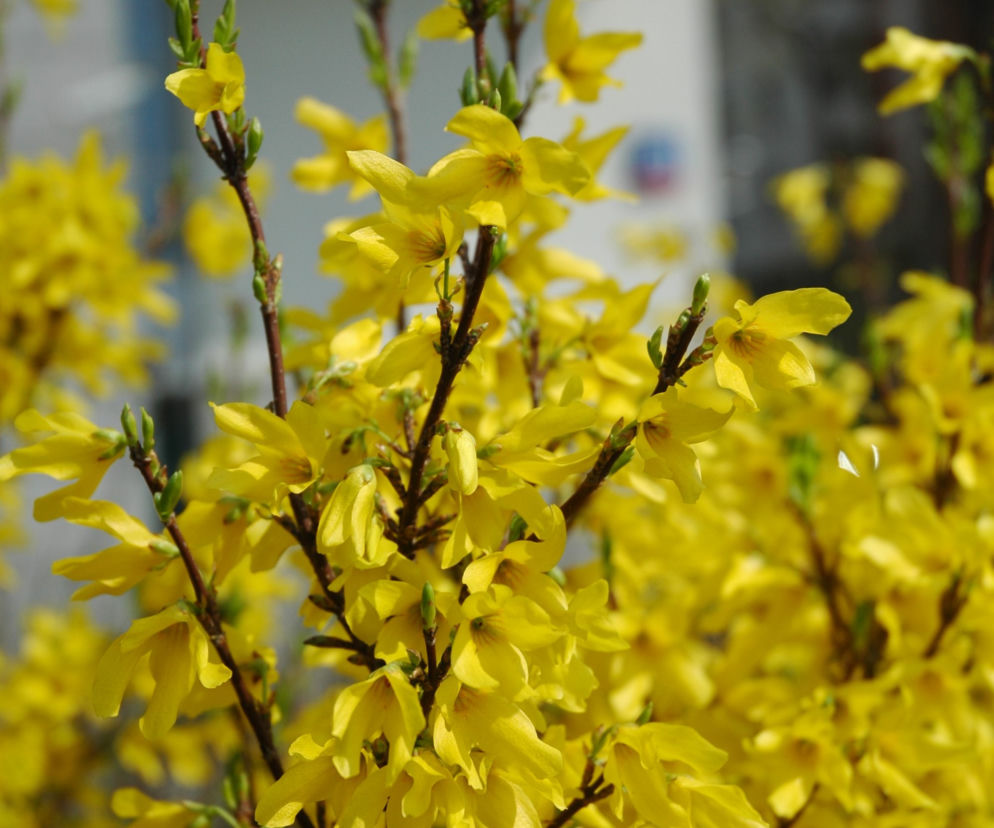 Forsycja pośrednia 'Goldzauber' 