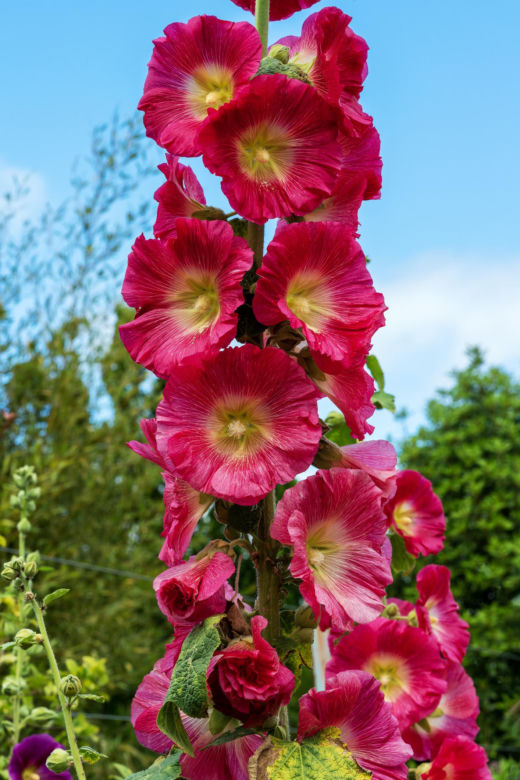 Malwa różowa (Alcea rosea)