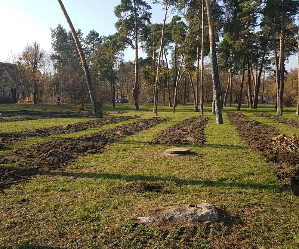 Sto drzew na 100. rocznicę odzyskania niepodległości w Toruniu