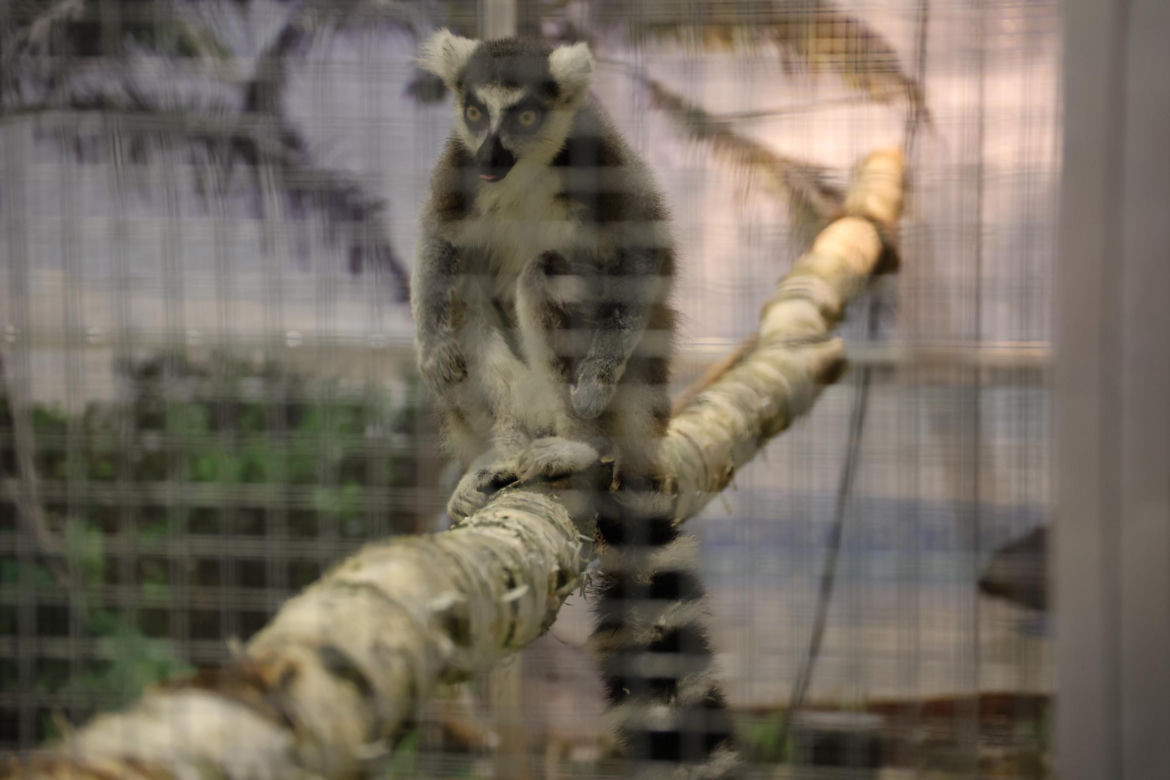 Zoopark 2024 w Lublinie. Można podziwiać wiele gatunków zwierząt