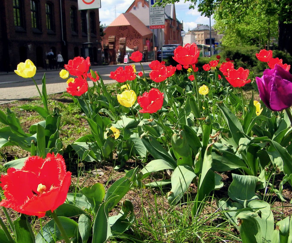 Tulipany na placu Kościeleckich