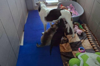 Trzymał zwierzęta w wychodku. W tym niewyobrażalnym smrodzie suczka ze szczeniakami miała zrobione legowisko