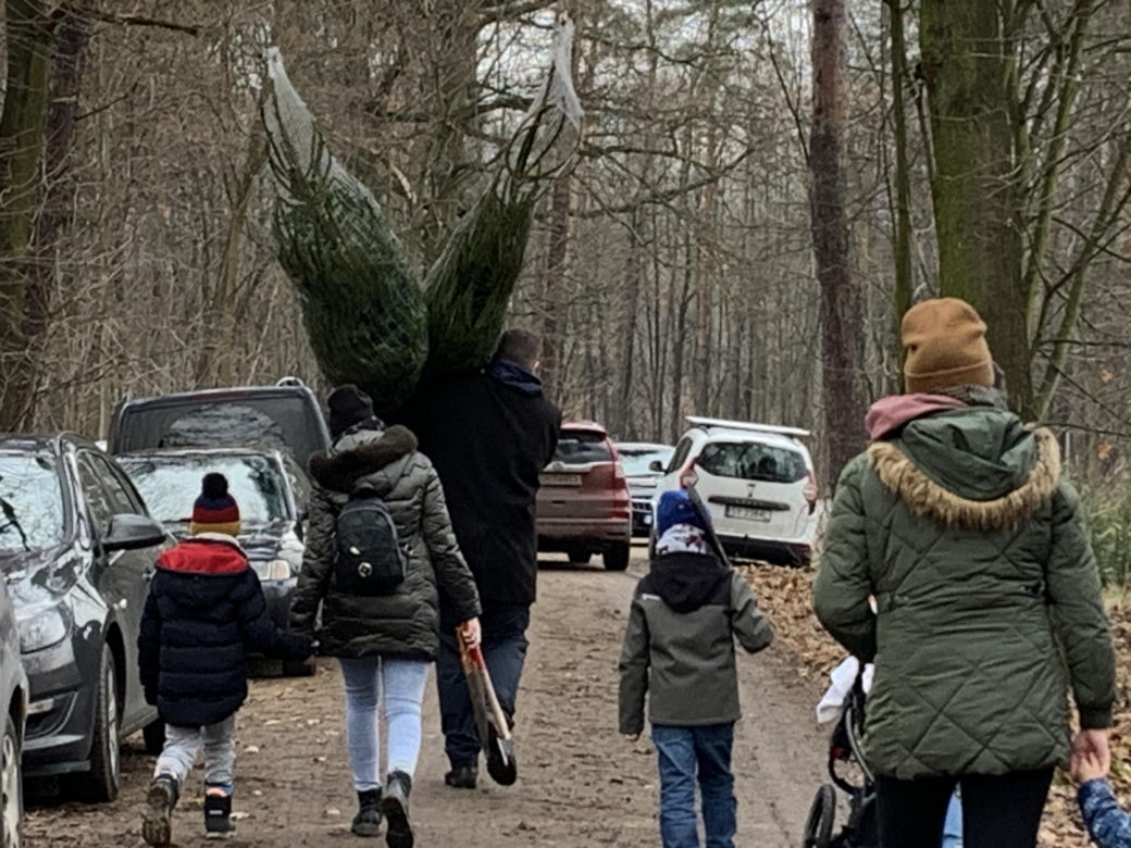 Choinki prosto z lasu w Będzinie Grodźcu