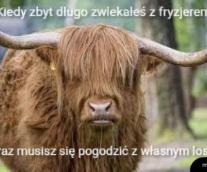 Fryzjerzy na kwarantannie: MEMY. W oczekiwaniu, kiedy otworzą salony fryzjerskie