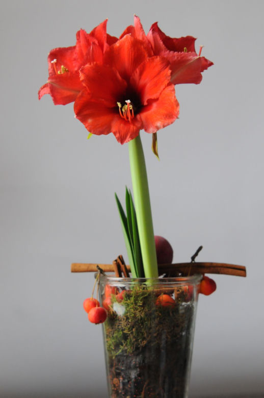 Hippeastrum