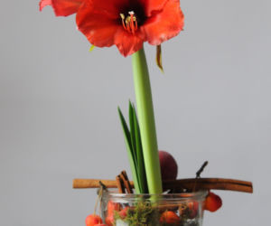 Hippeastrum