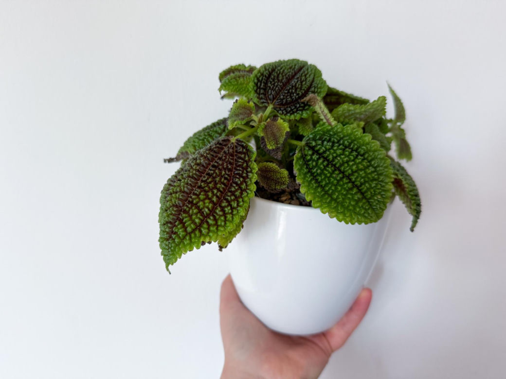 Pilea involucrata. Kwiat przyjaźni, który pięknie wygląda w każdym wnętrzu